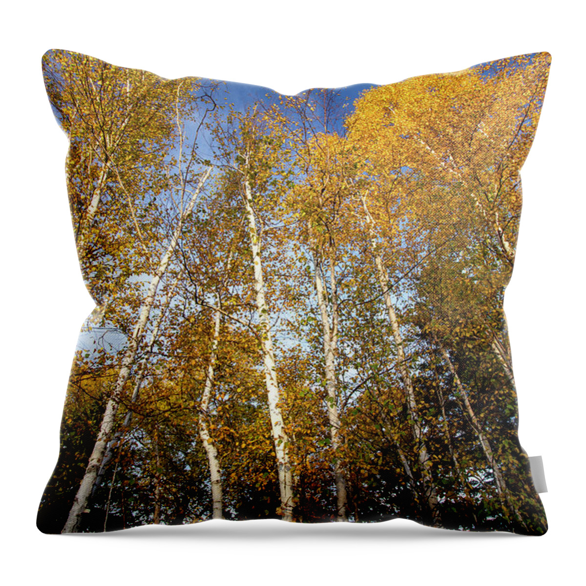 Rangeley Throw Pillow featuring the photograph Looking up by Darryl Hendricks