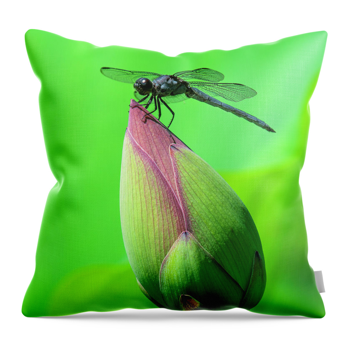Lotus Throw Pillow featuring the photograph Lotus Bud and Slaty Skimmer Dragonfly DL0105 by Gerry Gantt