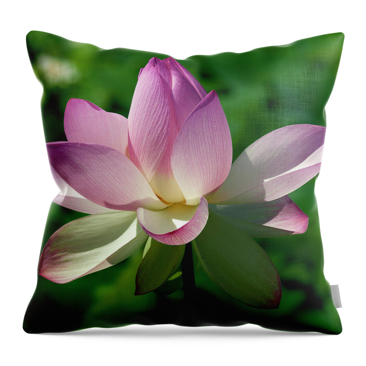 Lotus Throw Pillow featuring the photograph Lotus Bud--Getting the Hang of It iv DL0096 by Gerry Gantt