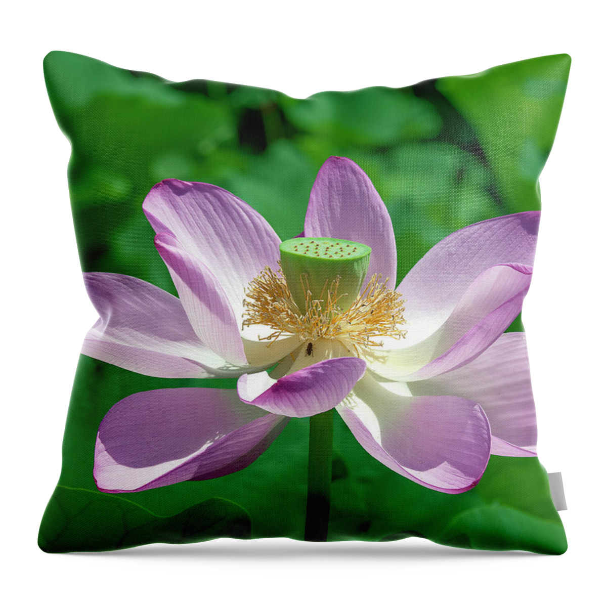 Lotus Throw Pillow featuring the photograph Lotus--Fading iii DL0081 by Gerry Gantt