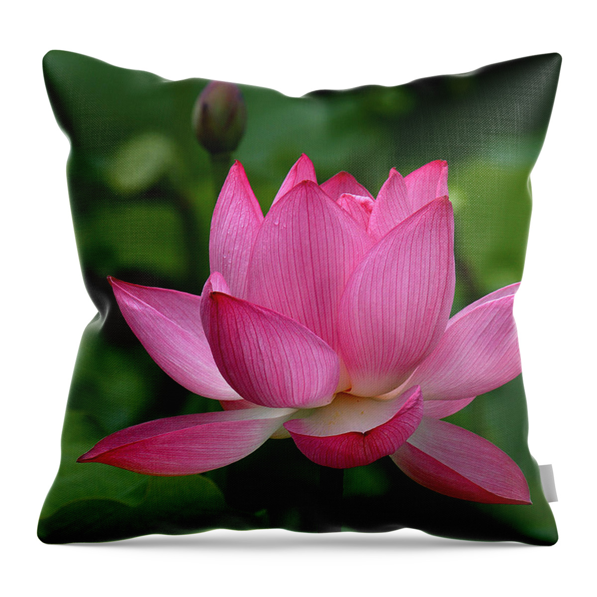 Nature Throw Pillow featuring the photograph Lotus--Shades of Past and Future DL029 by Gerry Gantt