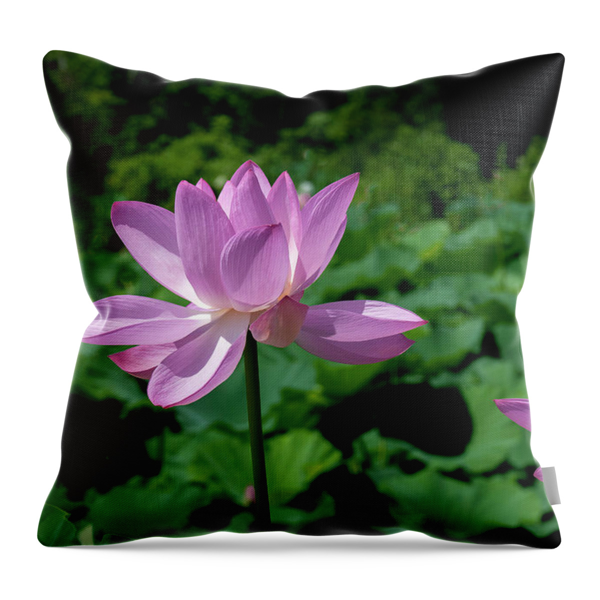 Lotus Throw Pillow featuring the photograph Lotus--Sisters ii DL0083 by Gerry Gantt