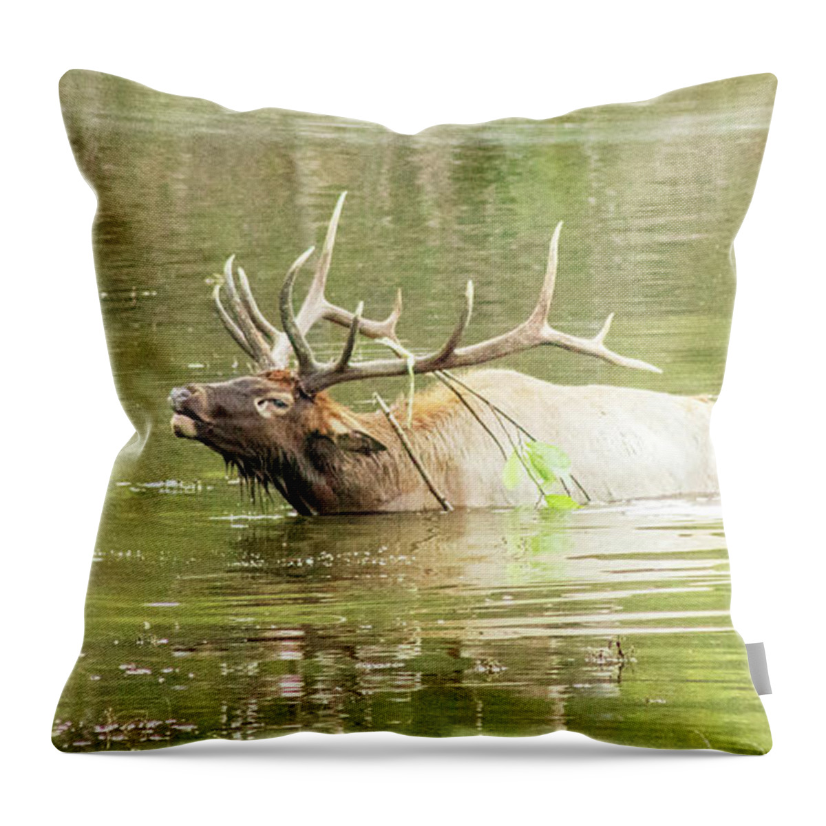 Elk Throw Pillow featuring the photograph Love Songs by Holly Ross
