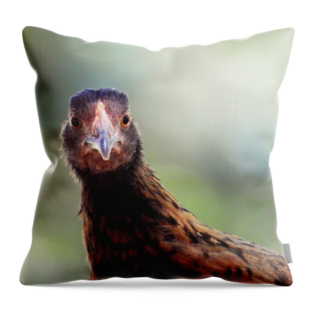 Chickens Hen Pose Nature Wild Wildlife Animal Bird Bird-watching Comical Funny Bird Photography Throw Pillow featuring the photograph Love That Smile by Jan Gelders