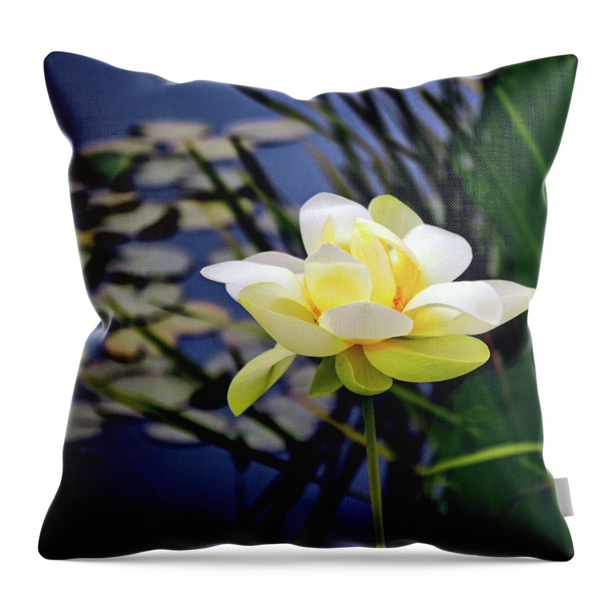 Lotus Throw Pillow featuring the photograph Lovely Lotus by Jessica Jenney