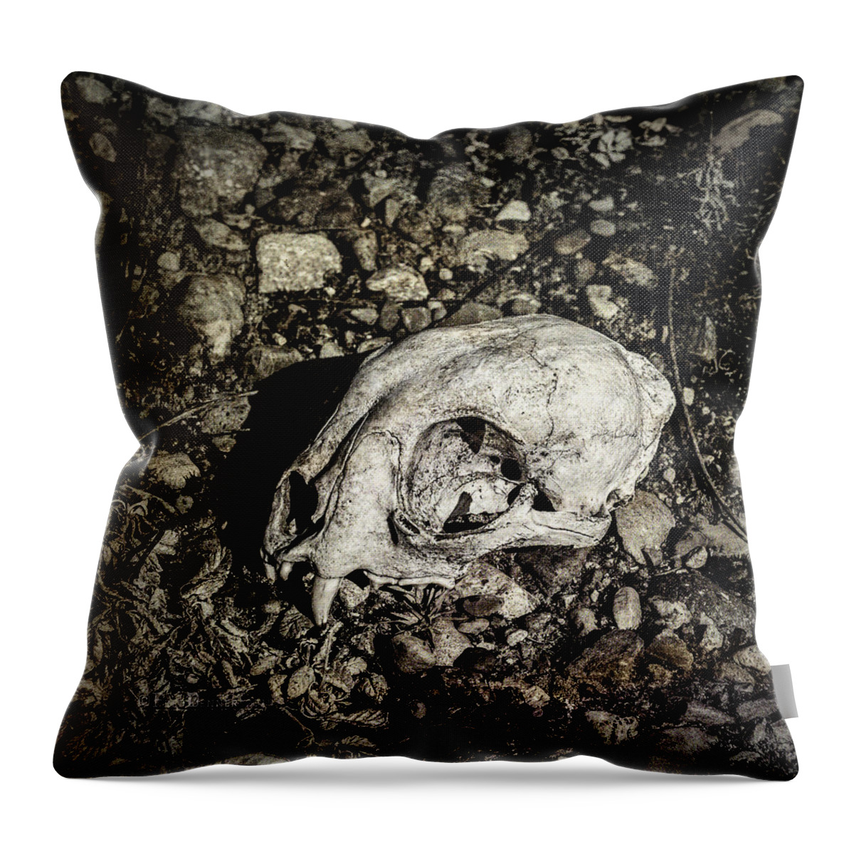 Lynx Throw Pillow featuring the photograph Lynx Skull by Fred Denner