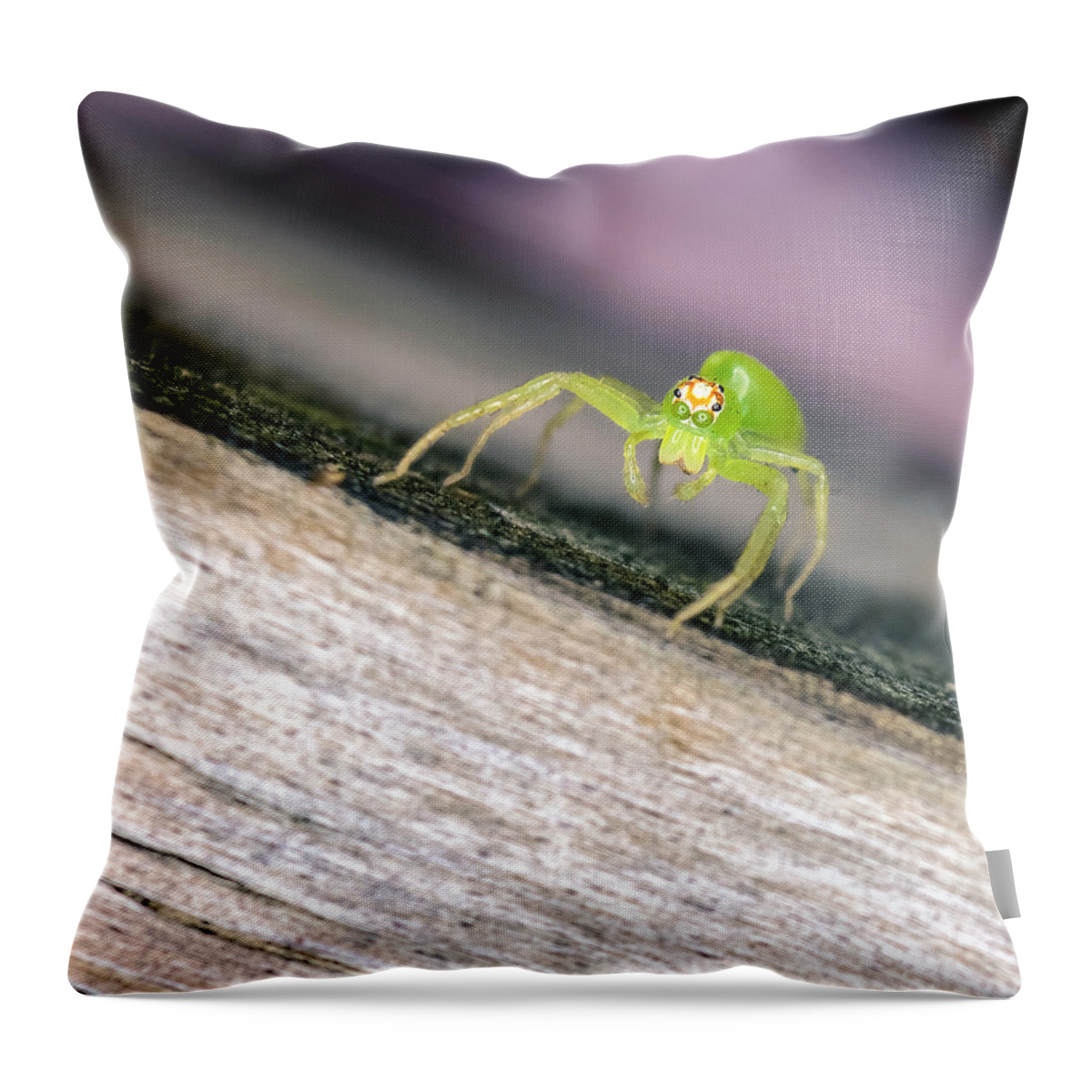 Animal Throw Pillow featuring the photograph Lyssomanes viridis by Rob Sellers