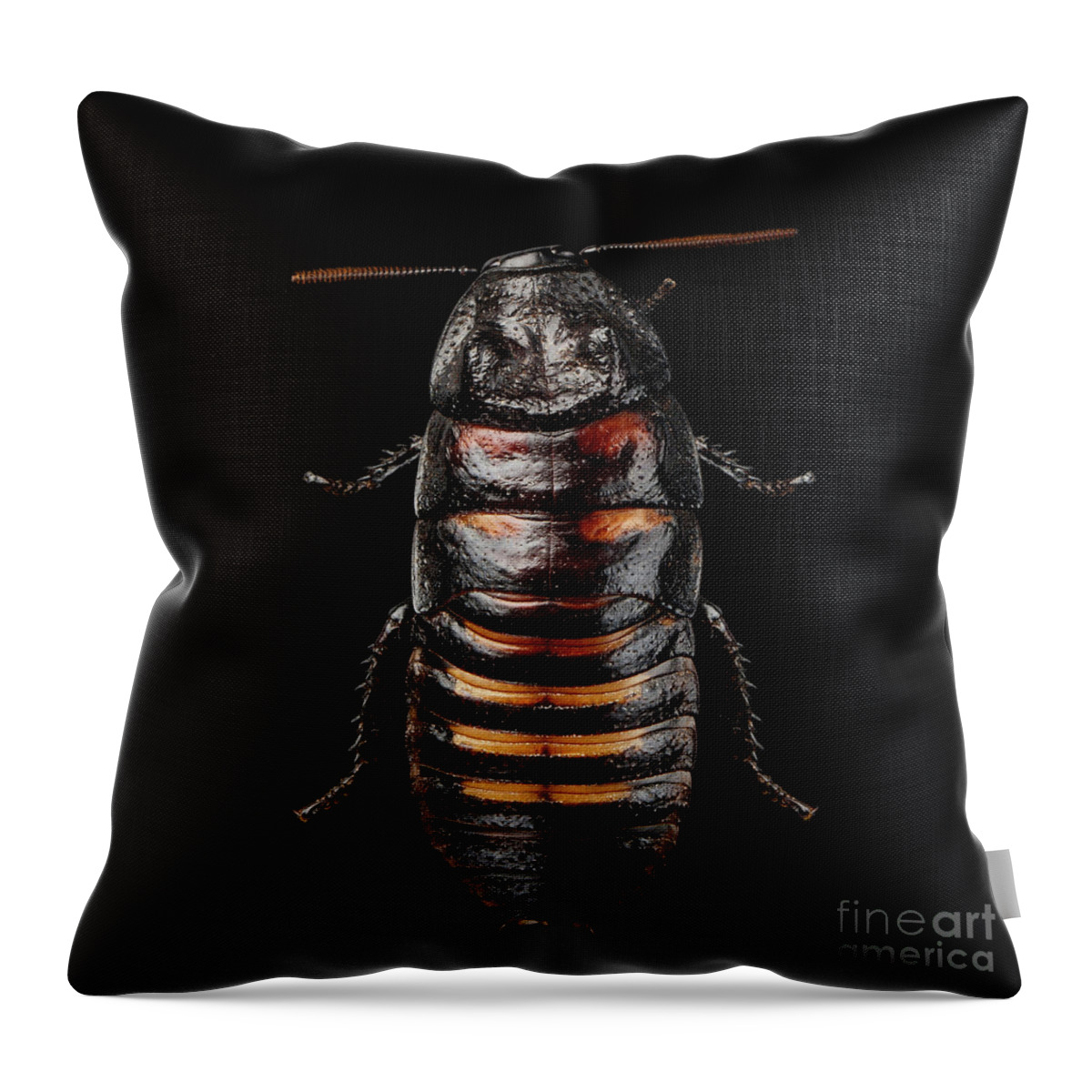 Cockroach Throw Pillow featuring the photograph Madagascar hissing cockroach by Sergey Taran