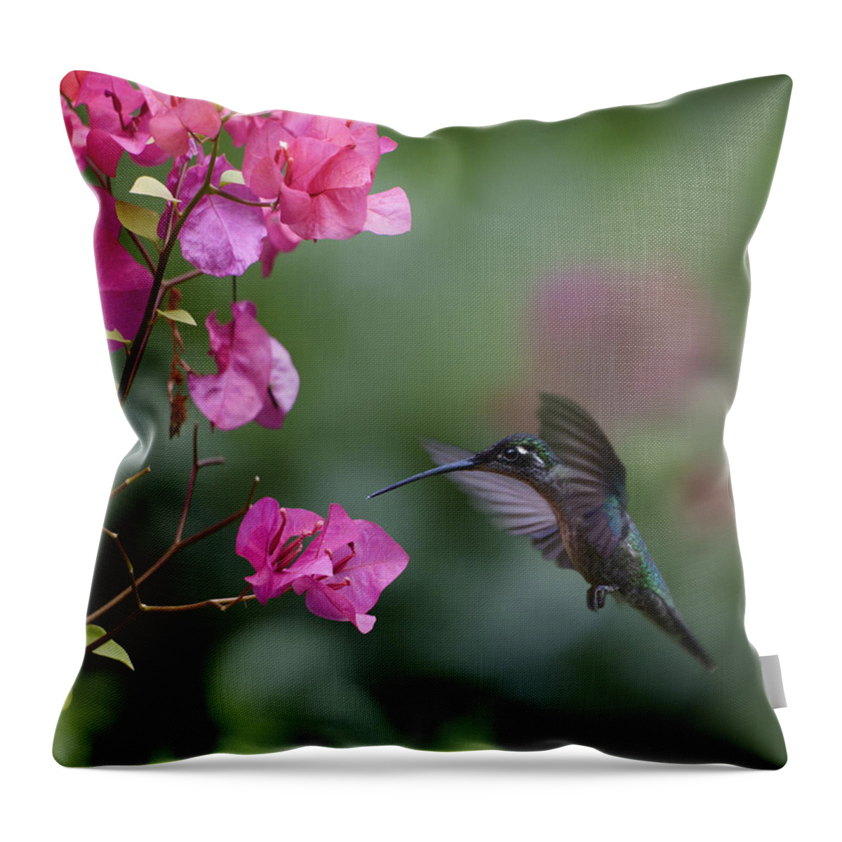 00429542 Throw Pillow featuring the photograph Magnificent Hummingbird Female Feeding by Tim Fitzharris