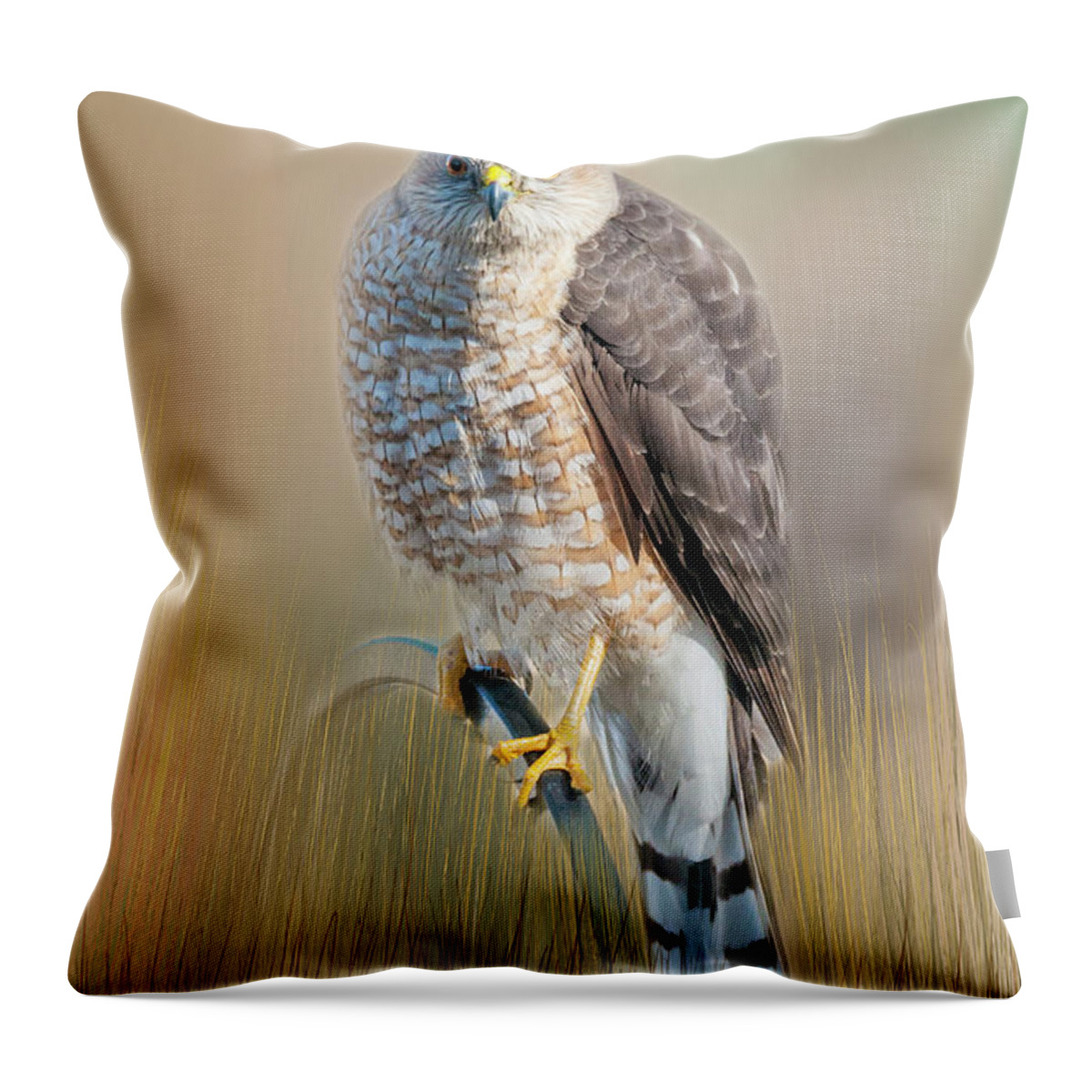 Hawk Throw Pillow featuring the photograph Majestic by Cathy Kovarik