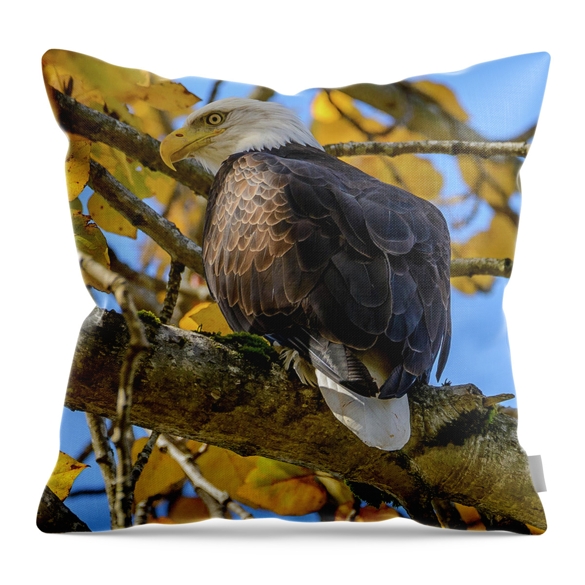 Eagle. Bald Eagle Throw Pillow featuring the photograph Majesty in Yellow by Jerry Cahill