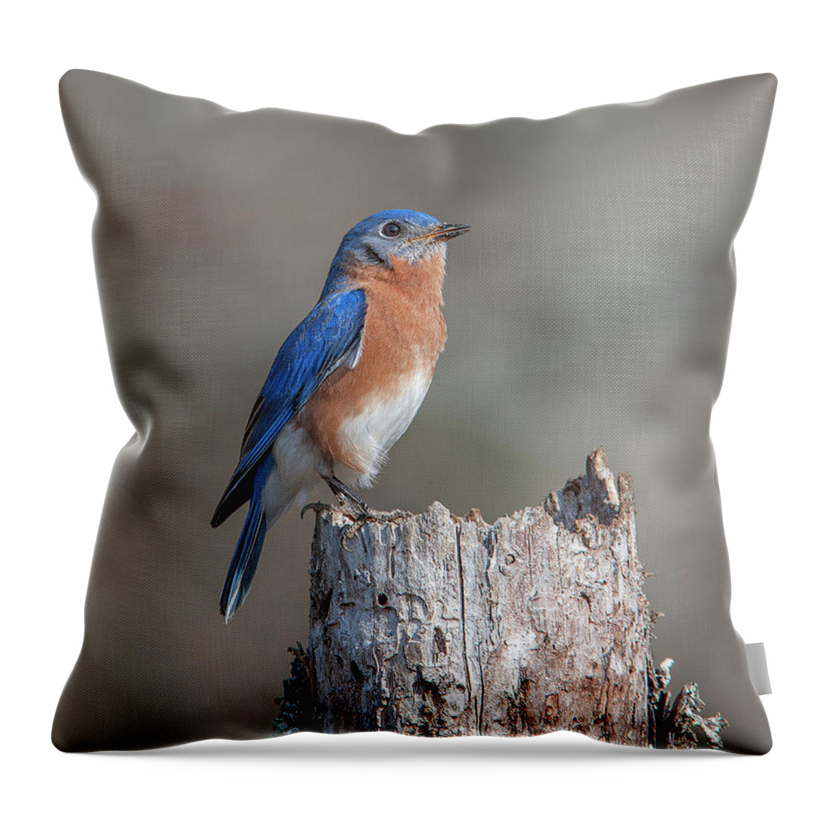 Nature Throw Pillow featuring the photograph Male Eastern Bluebird Singing DSB0287 by Gerry Gantt