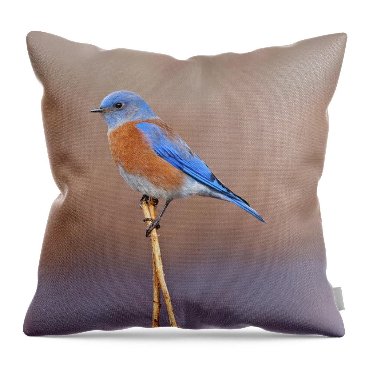 Adult Throw Pillow featuring the photograph Male Western Bluebird Perched on a Stalk by Jeff Goulden
