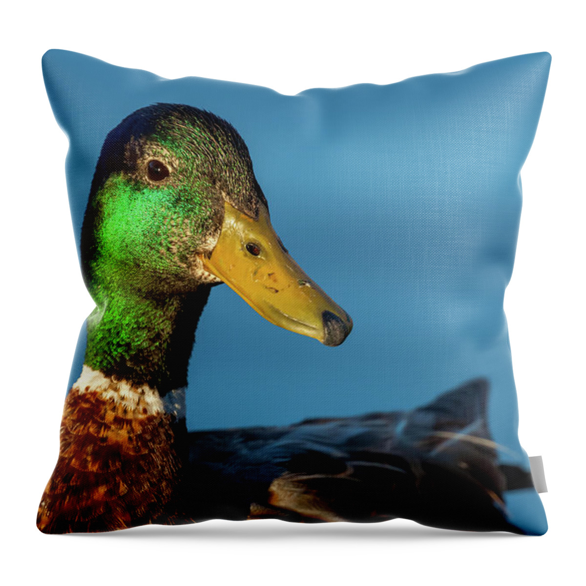 Mallard Duck Throw Pillow featuring the photograph Mallard Duck by Jonathan Nguyen