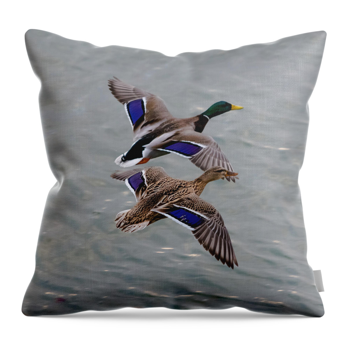 Mallards Throw Pillow featuring the photograph Mallards in Flight by Holden The Moment