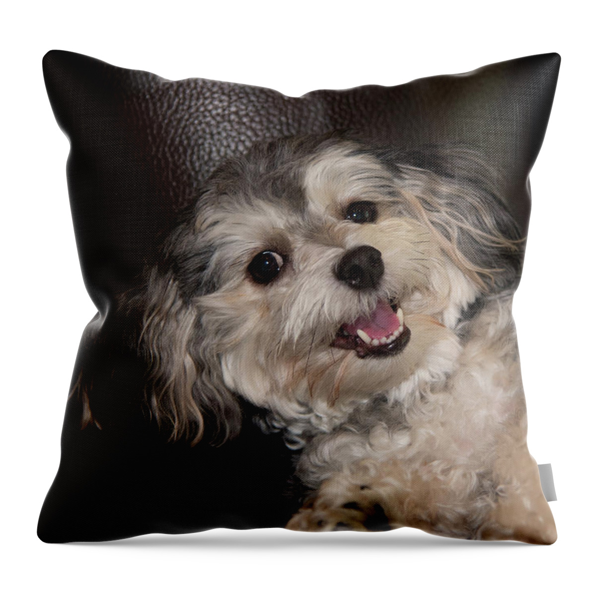 Puppy Throw Pillow featuring the photograph Maltipoo Laying on the Couch by Artful Imagery