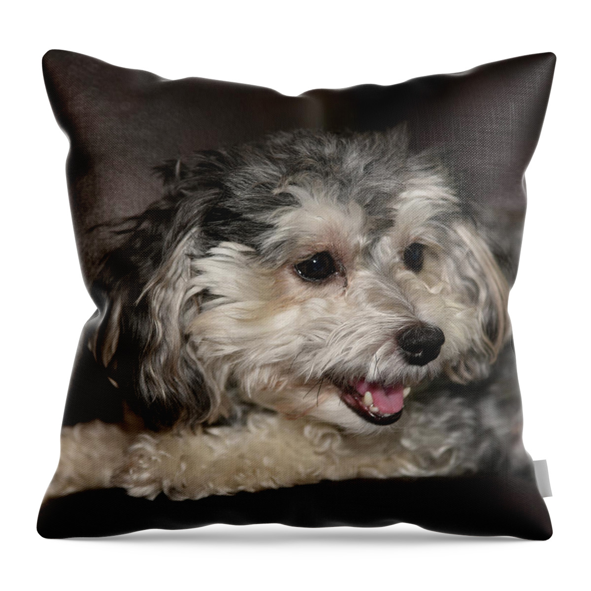 Puppy Throw Pillow featuring the photograph Maltipoo Profile by Artful Imagery
