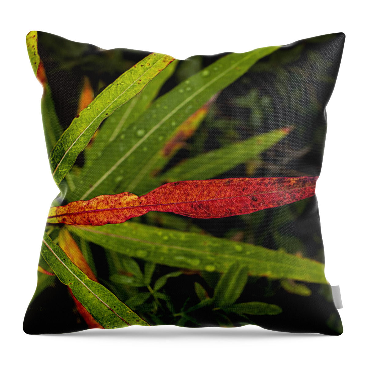 Wildflower Throw Pillow featuring the photograph Many Faces of Fireweed 2 by Fred Denner