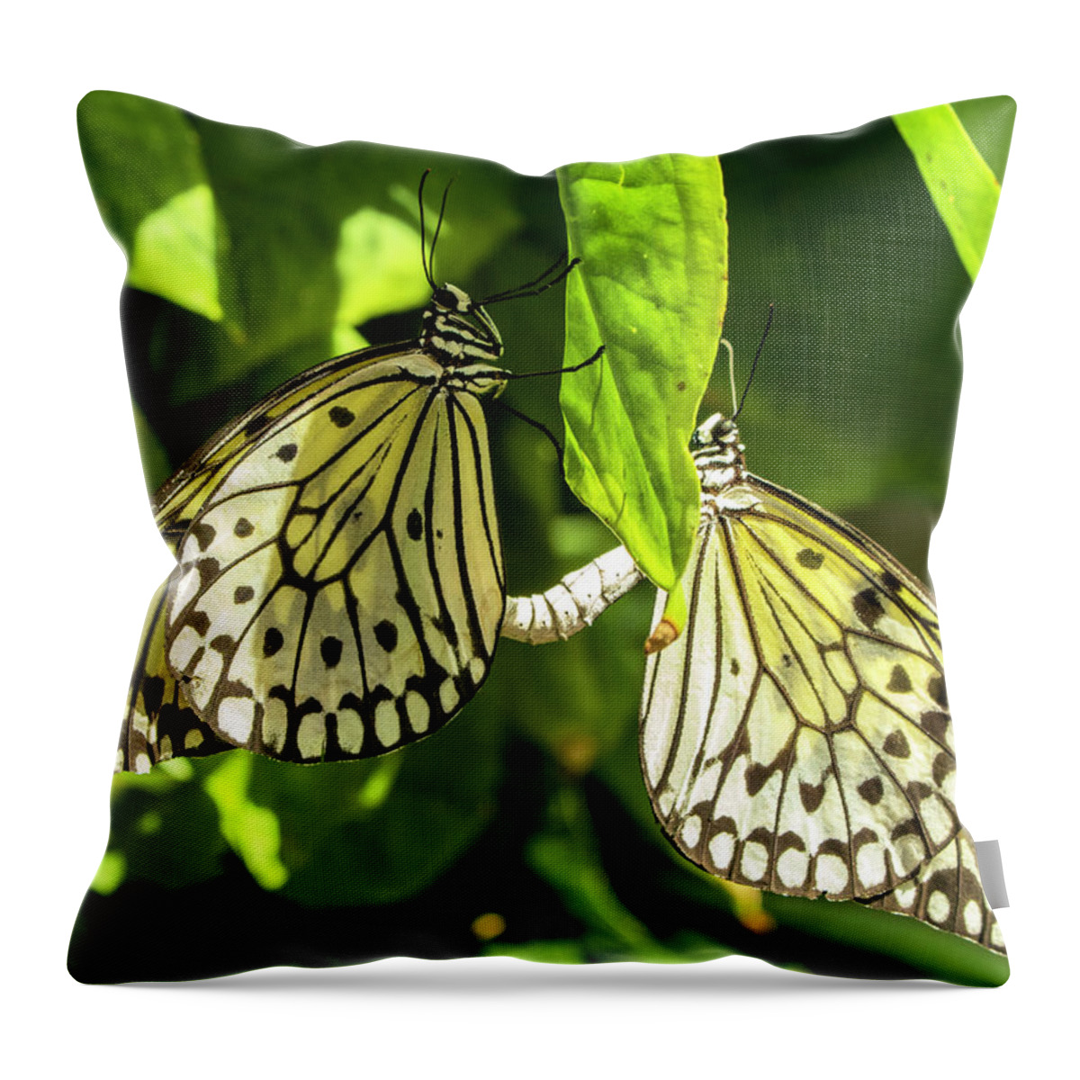 Paper Lace Throw Pillow featuring the photograph Mating Rituals by Holly Ross