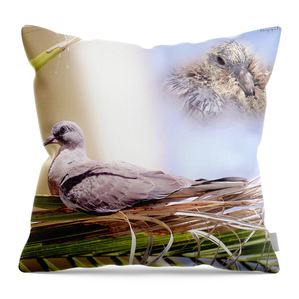 Dove Chicks Throw Pillow featuring the photograph Me all grown up 01 by Kevin Chippindall