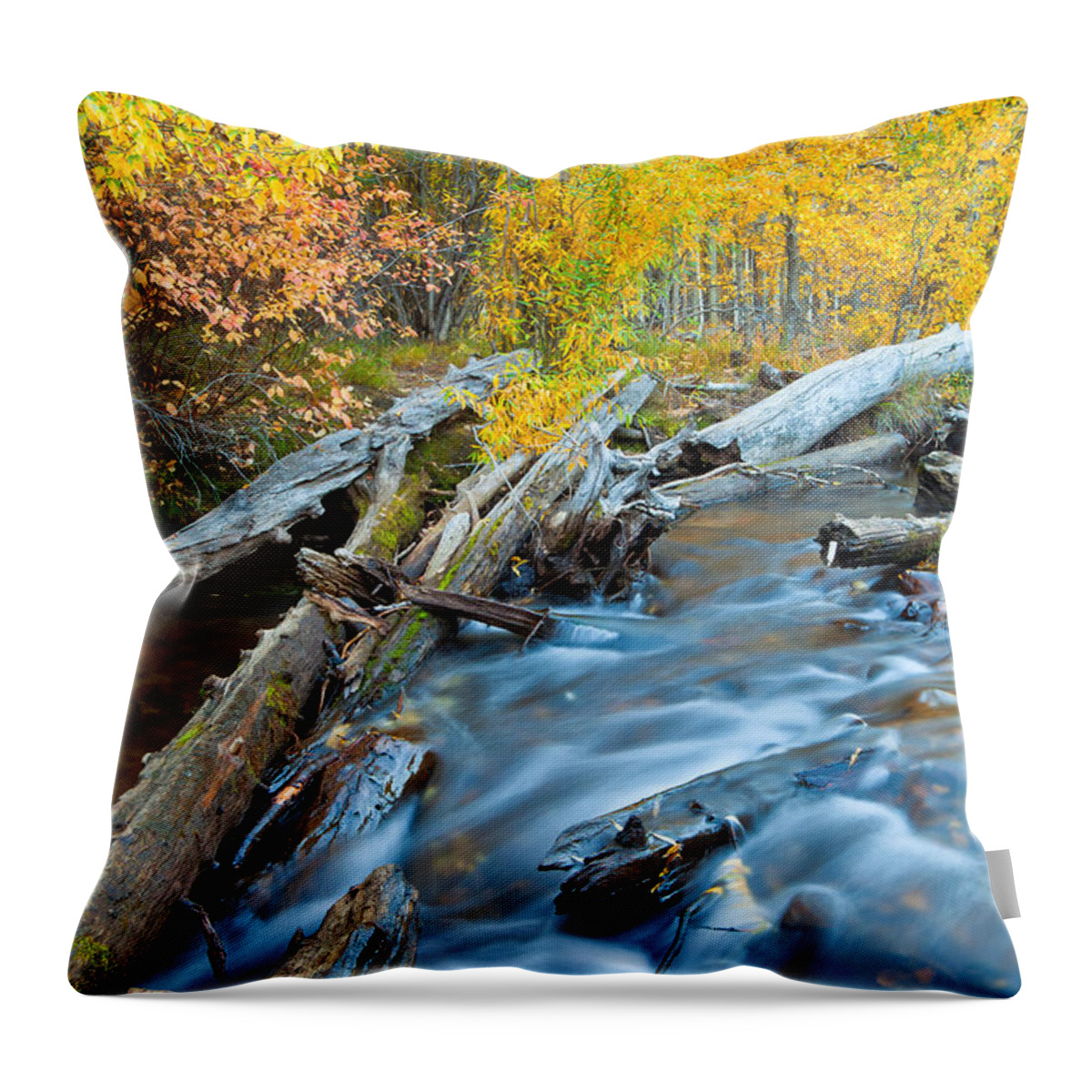 Nature Throw Pillow featuring the photograph Meditation by Jonathan Nguyen