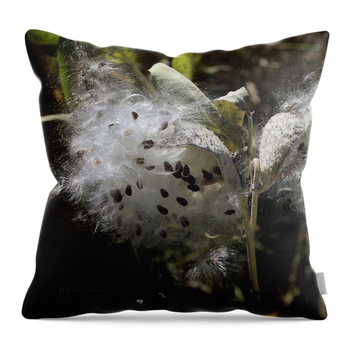 Milkweed Throw Pillow featuring the photograph Milkweed Seeds Emerging by Kae Cheatham
