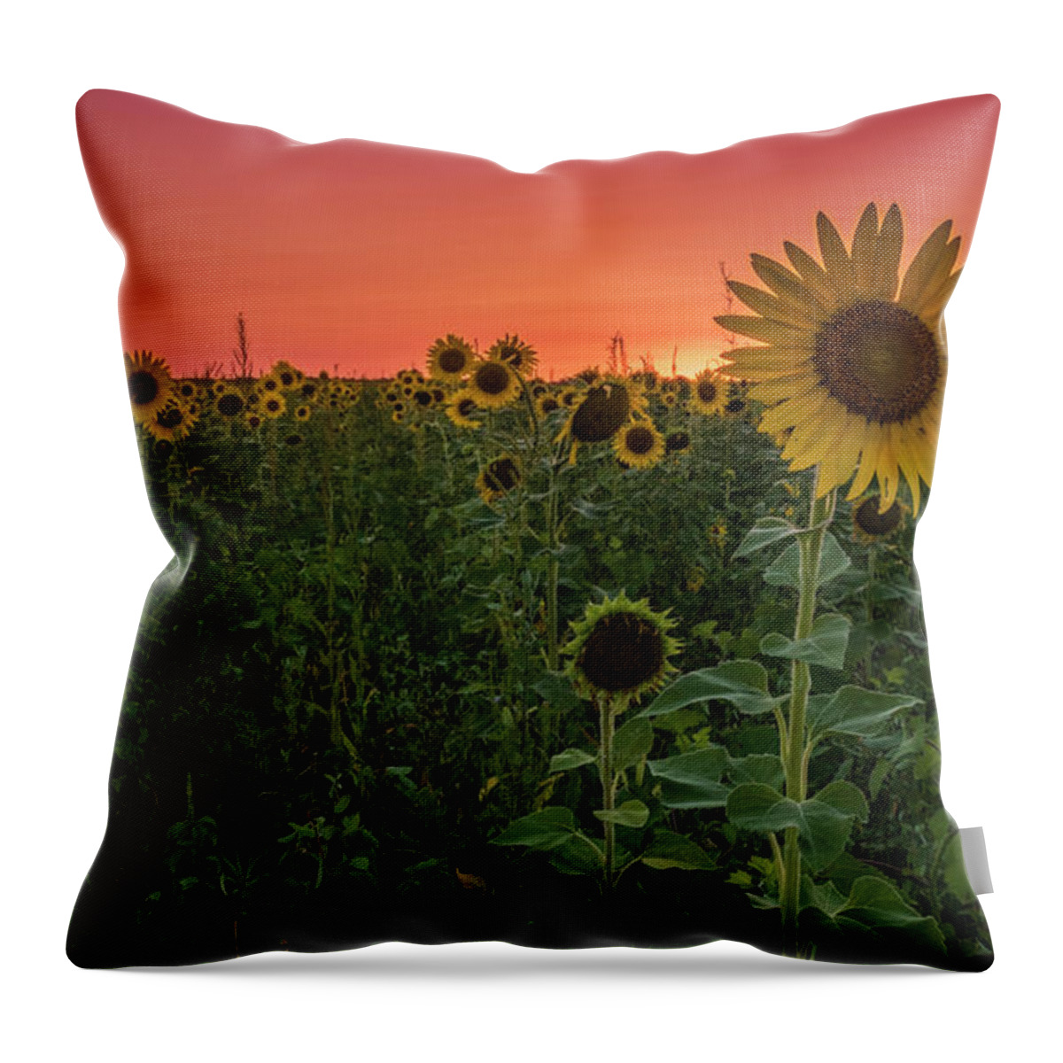 Sunset Throw Pillow featuring the photograph Missouri Sunset by Holly Ross
