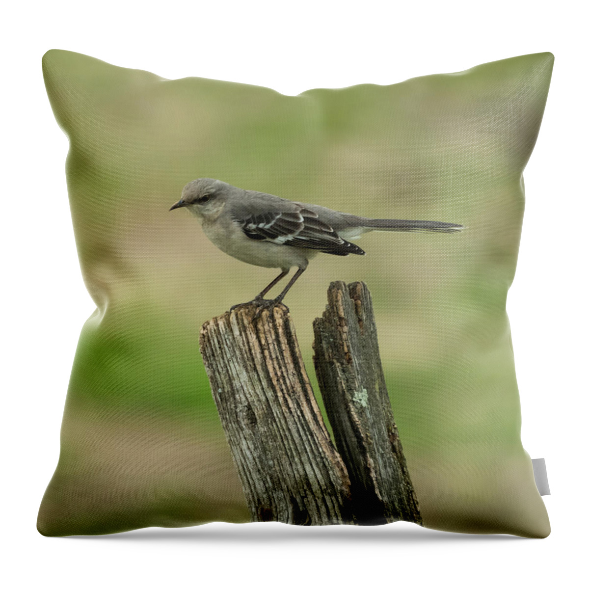 Jan Holden Throw Pillow featuring the photograph Perched on an Old Fence by Holden The Moment