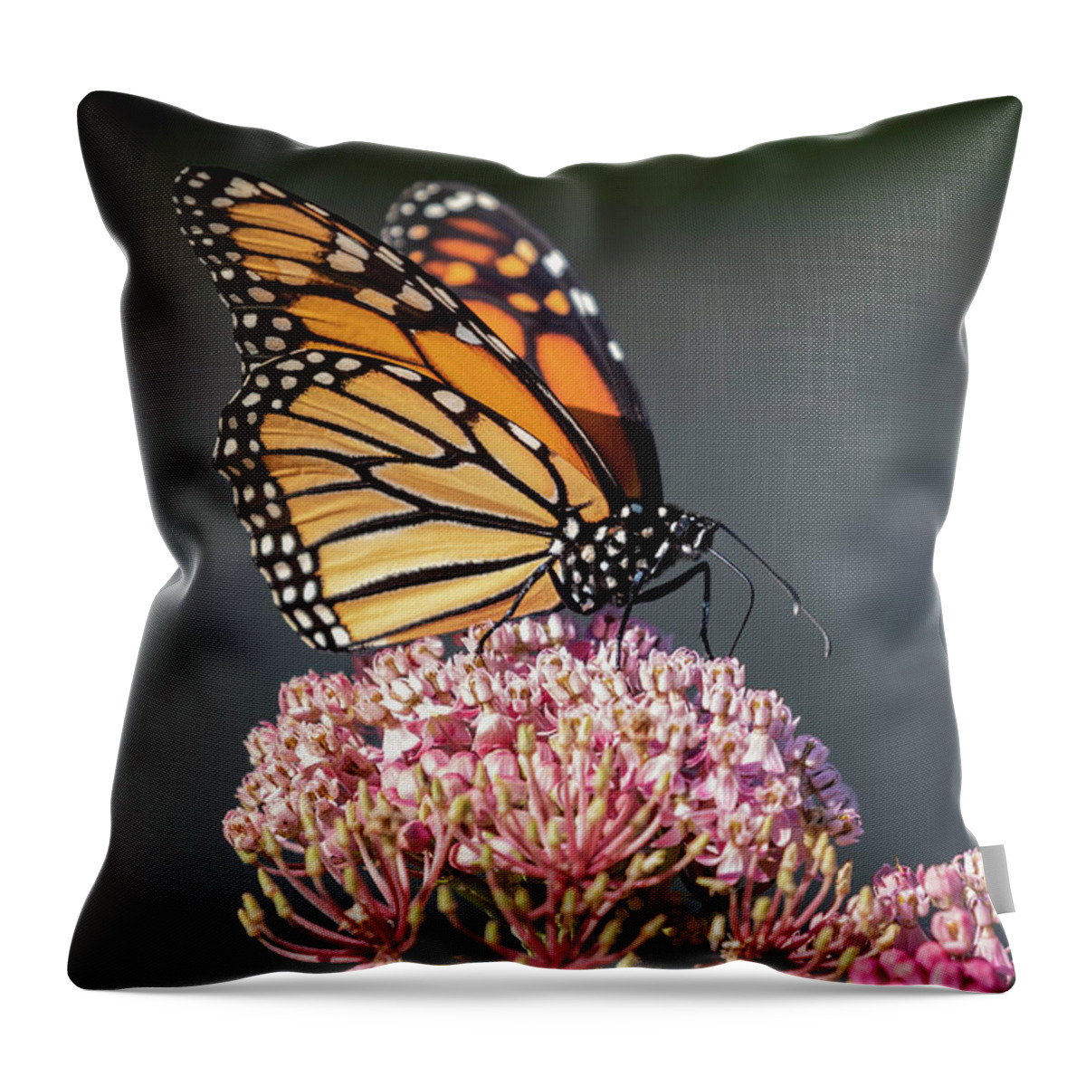 Monarch Butterfly Throw Pillow featuring the photograph Monarch 2018-6 by Thomas Young