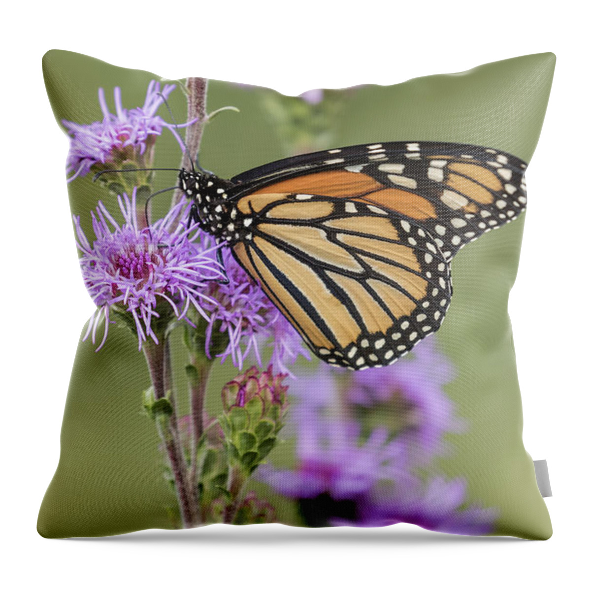 Monarch Butterfly Throw Pillow featuring the photograph Monarch and Blazing Star 1-2015 by Thomas Young