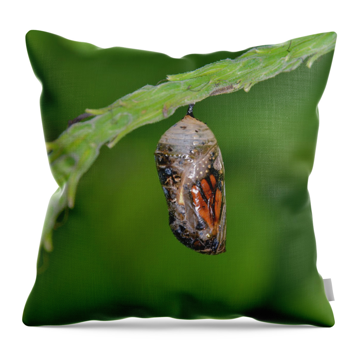 Chrysalis.butterfly Throw Pillow featuring the photograph Monarch Butterfly Chrysalis Showing a Wing by Artful Imagery