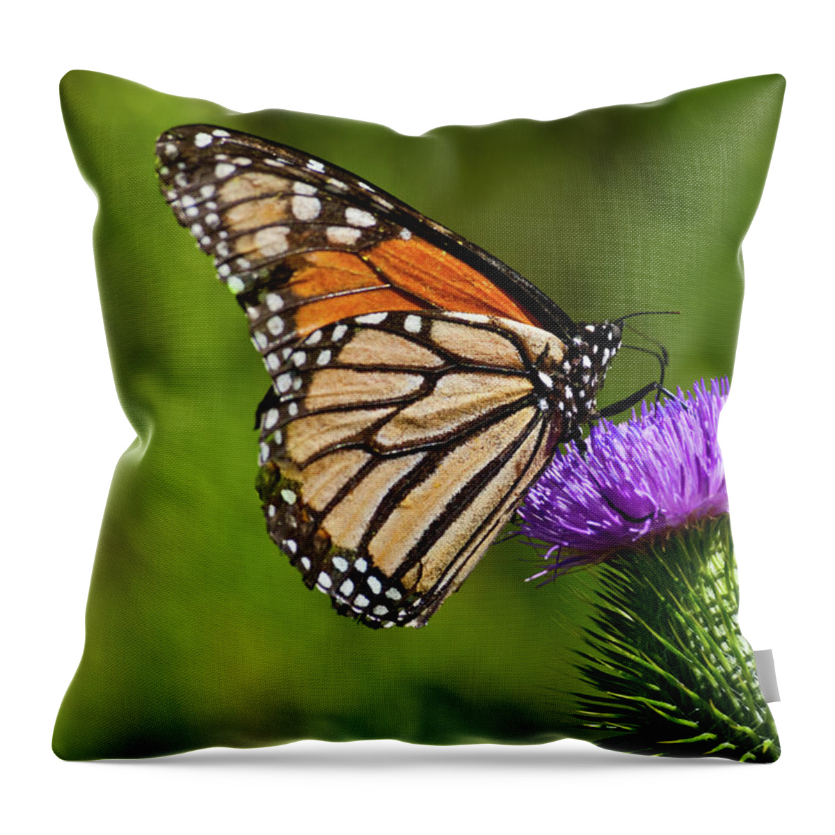 Animal Throw Pillow featuring the photograph Monarch Butterfly on a Thistle by Jeff Goulden