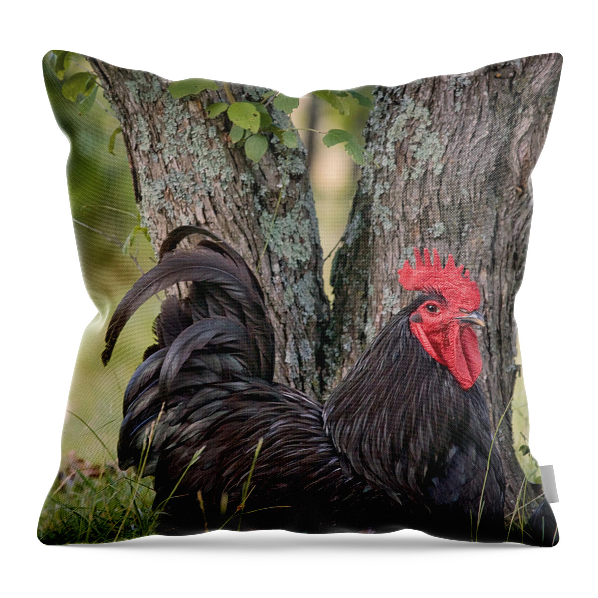 Java Throw Pillow featuring the photograph Moonpie under a Plum Tree by Michael Dougherty