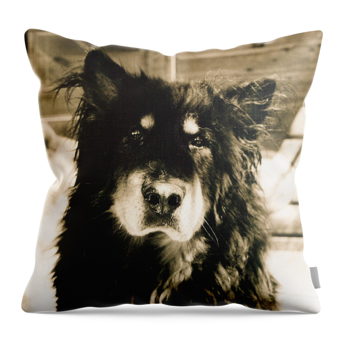Dogs Throw Pillow featuring the photograph Moose by Sandra Dalton