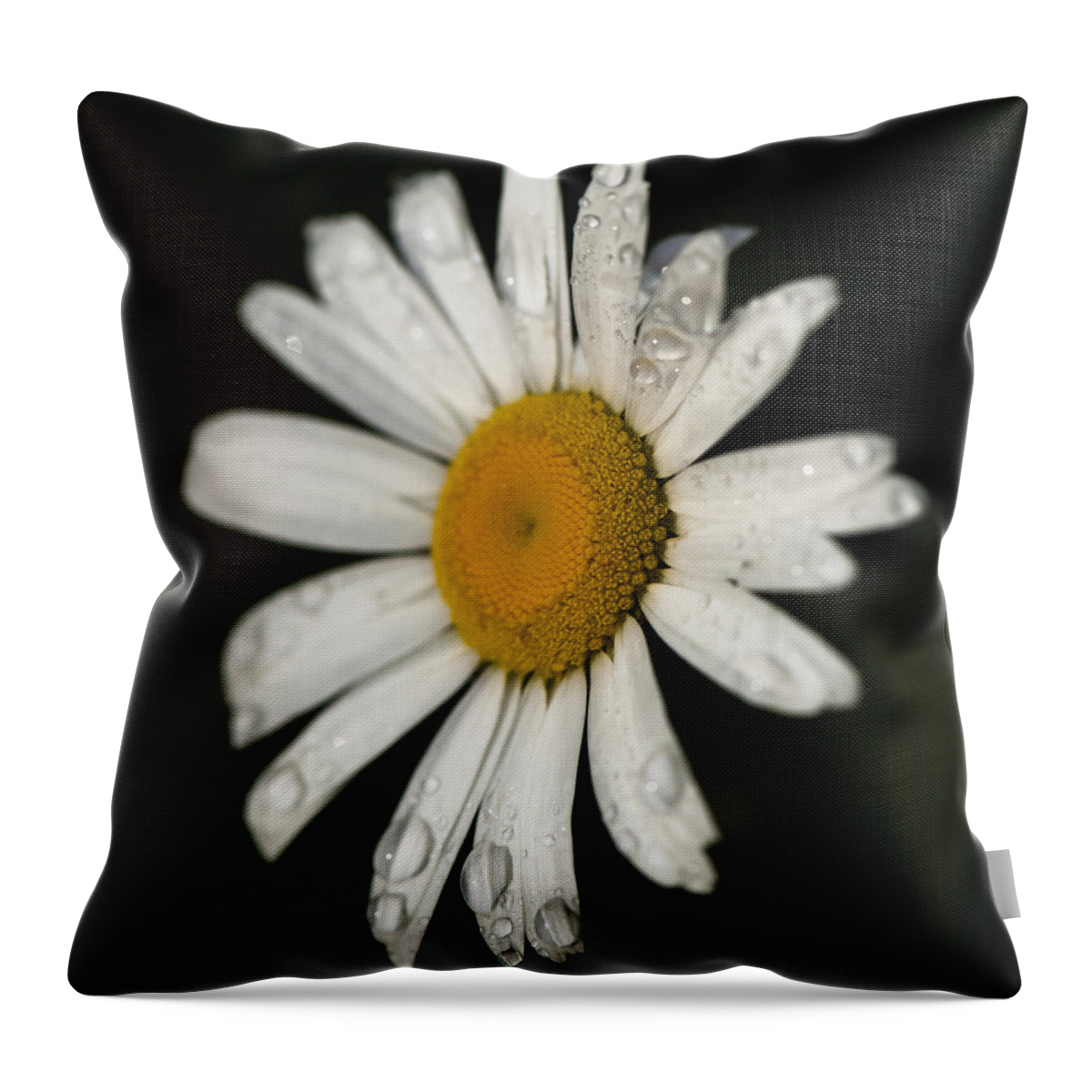  Throw Pillow featuring the photograph Morning Daisy by Dan Hefle