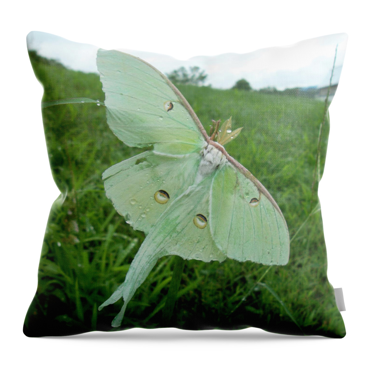 Luna Moth Throw Pillow featuring the photograph Morning Dew by Susan Esbensen