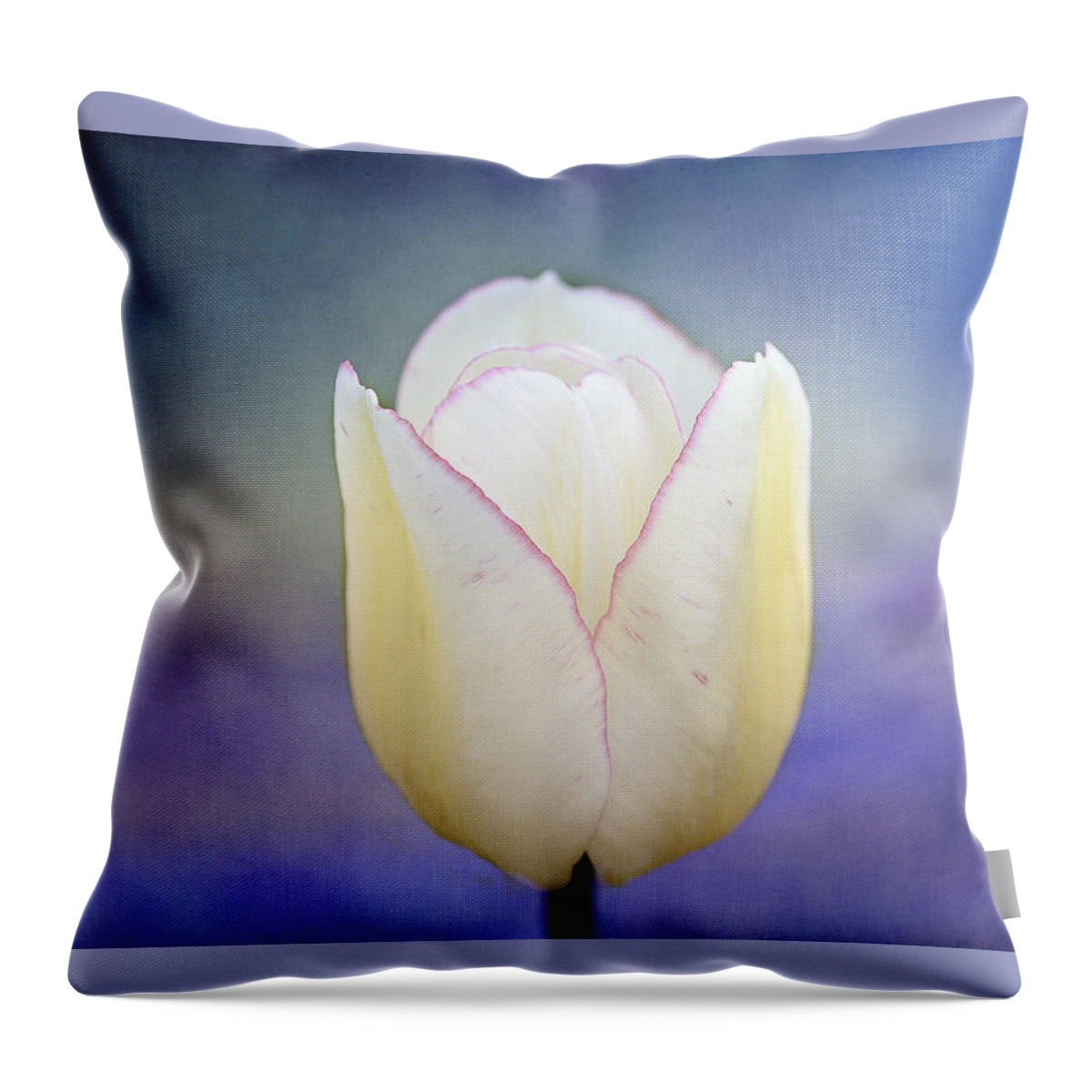 White Tulip Throw Pillow featuring the photograph Morning Star by Marina Kojukhova