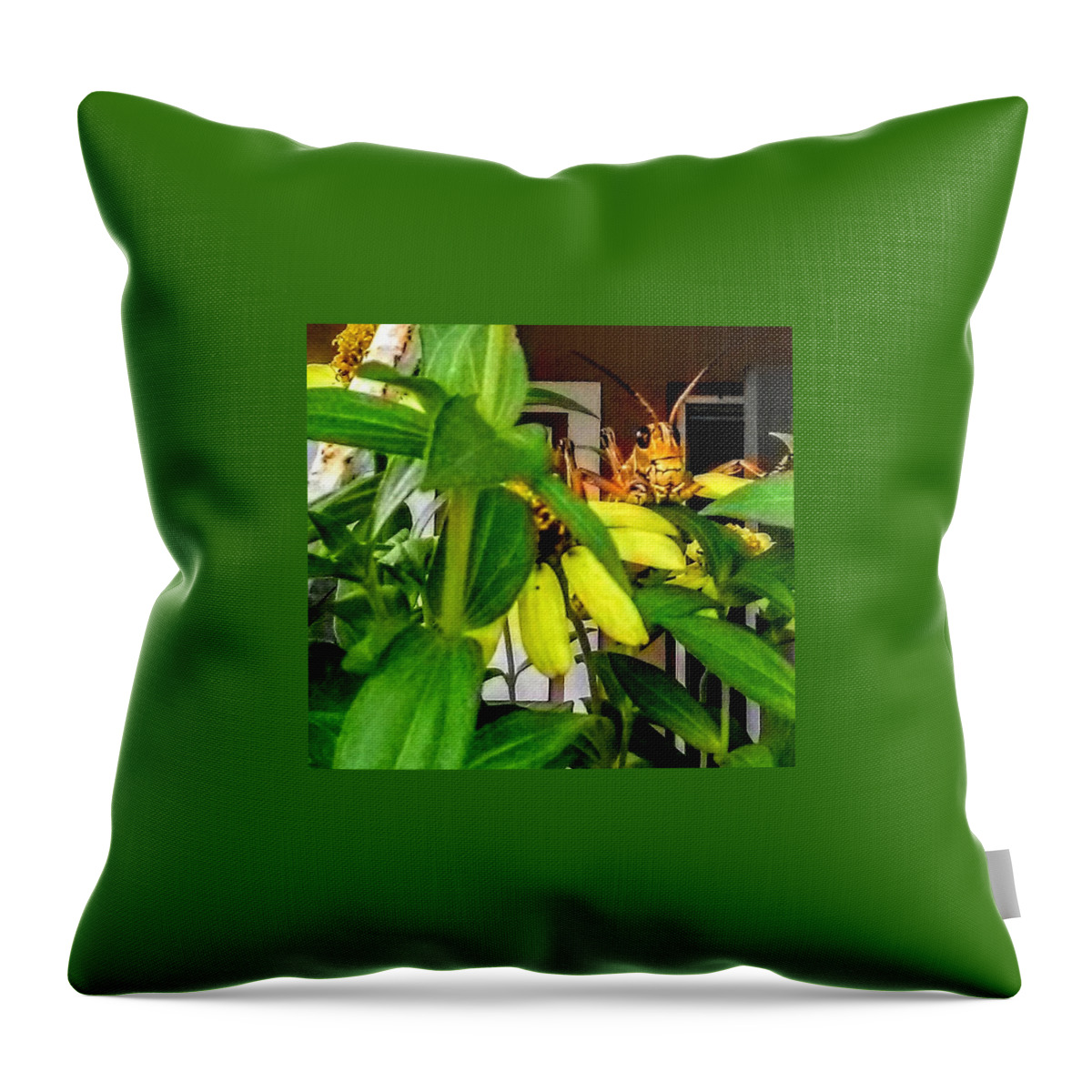 Insect Throw Pillow featuring the photograph Morning Visitor by Suzanne Berthier
