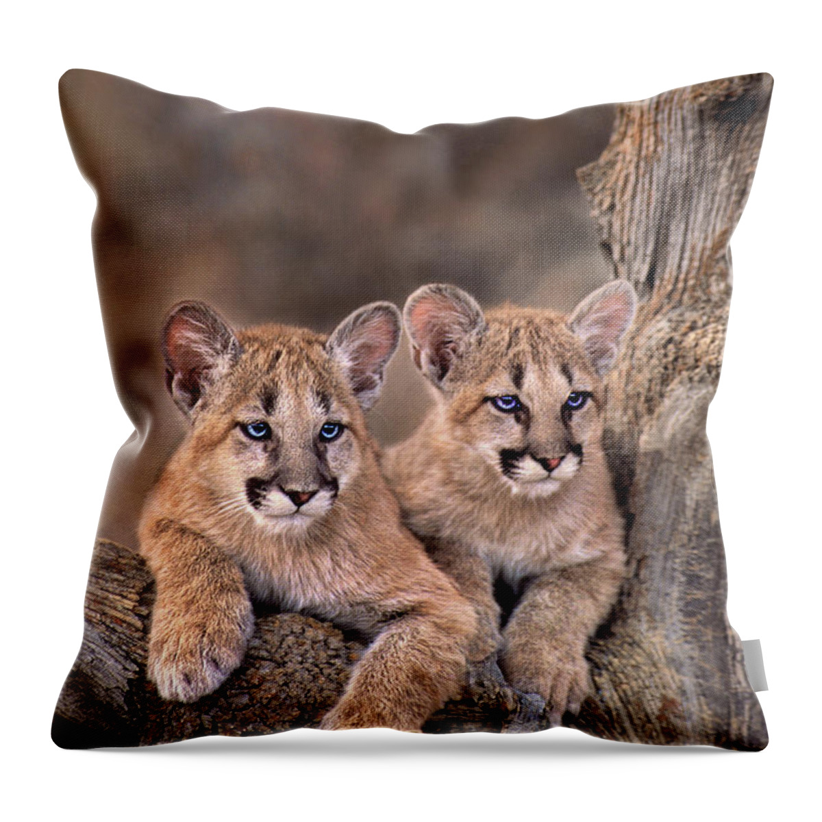 Dave Welling Throw Pillow featuring the photograph Mountain Lion Cubs Felis Concolor Captive by Dave Welling