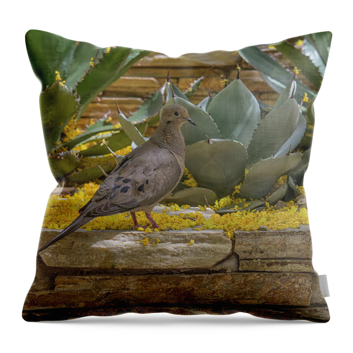 Mourning Throw Pillow featuring the photograph Mourning Dove 5875-041118-1 by Tam Ryan