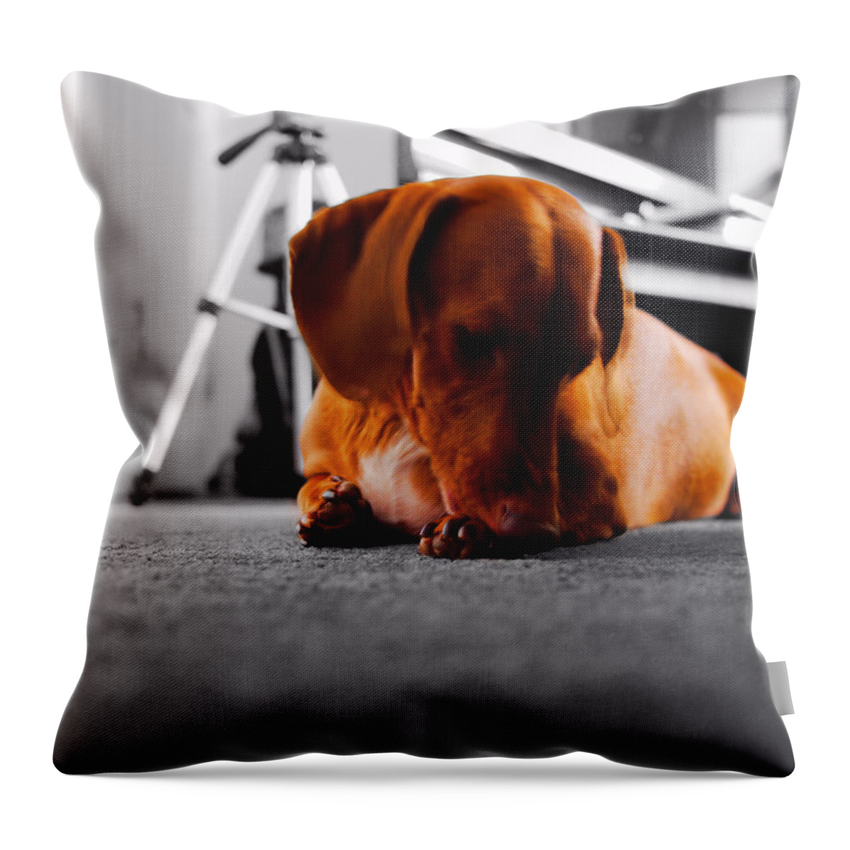 Portrait Throw Pillow featuring the photograph Mr Fritz biting by Michael Blaine