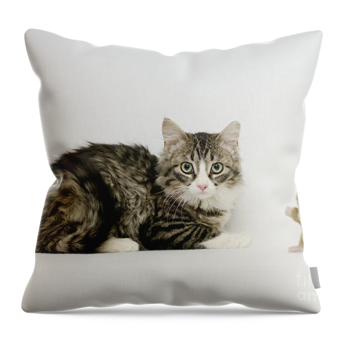 David Schultz Throw Pillow featuring the photograph Ms Alexia and mouse by Irina ArchAngelSkaya