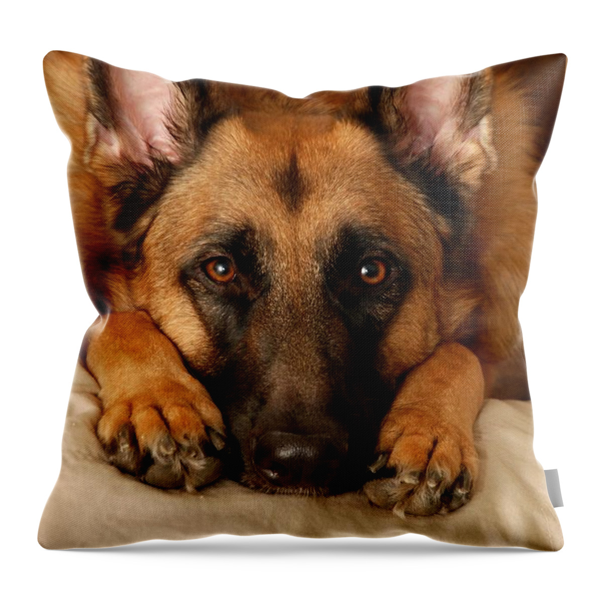 German Shepherd Dogs Throw Pillow featuring the photograph My Loyal Friend by Angie Tirado