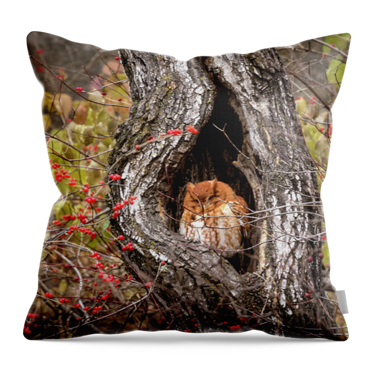 Owl Throw Pillow featuring the photograph Nap Time by Holly Ross