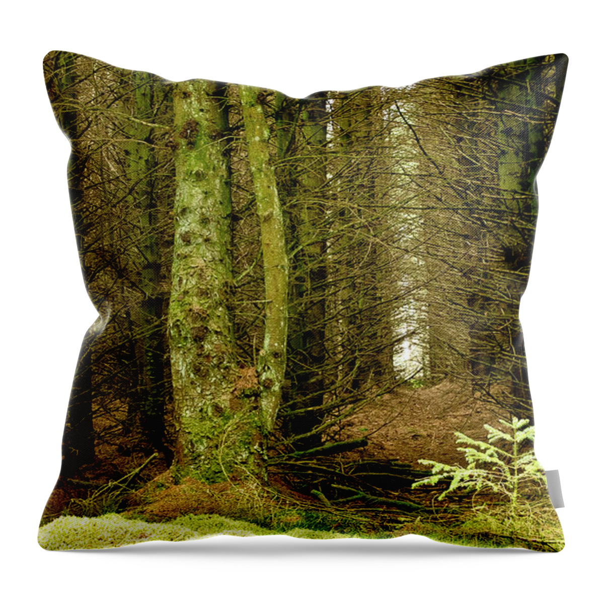 Fur Tree Throw Pillow featuring the photograph Newcomer by Elena Perelman