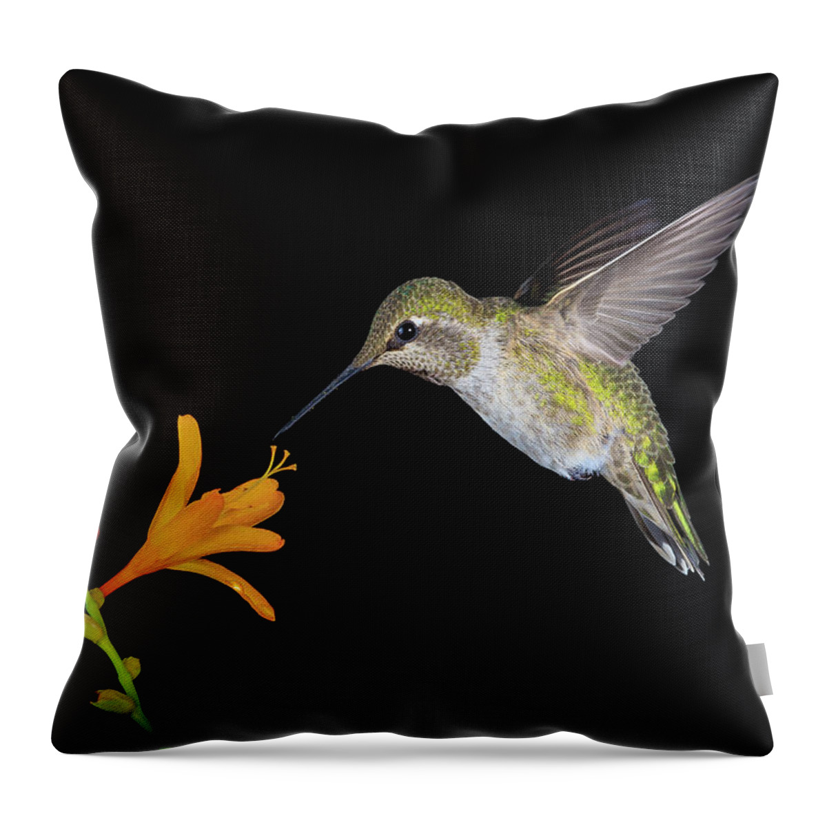 Animal Throw Pillow featuring the photograph Nightcap by Briand Sanderson