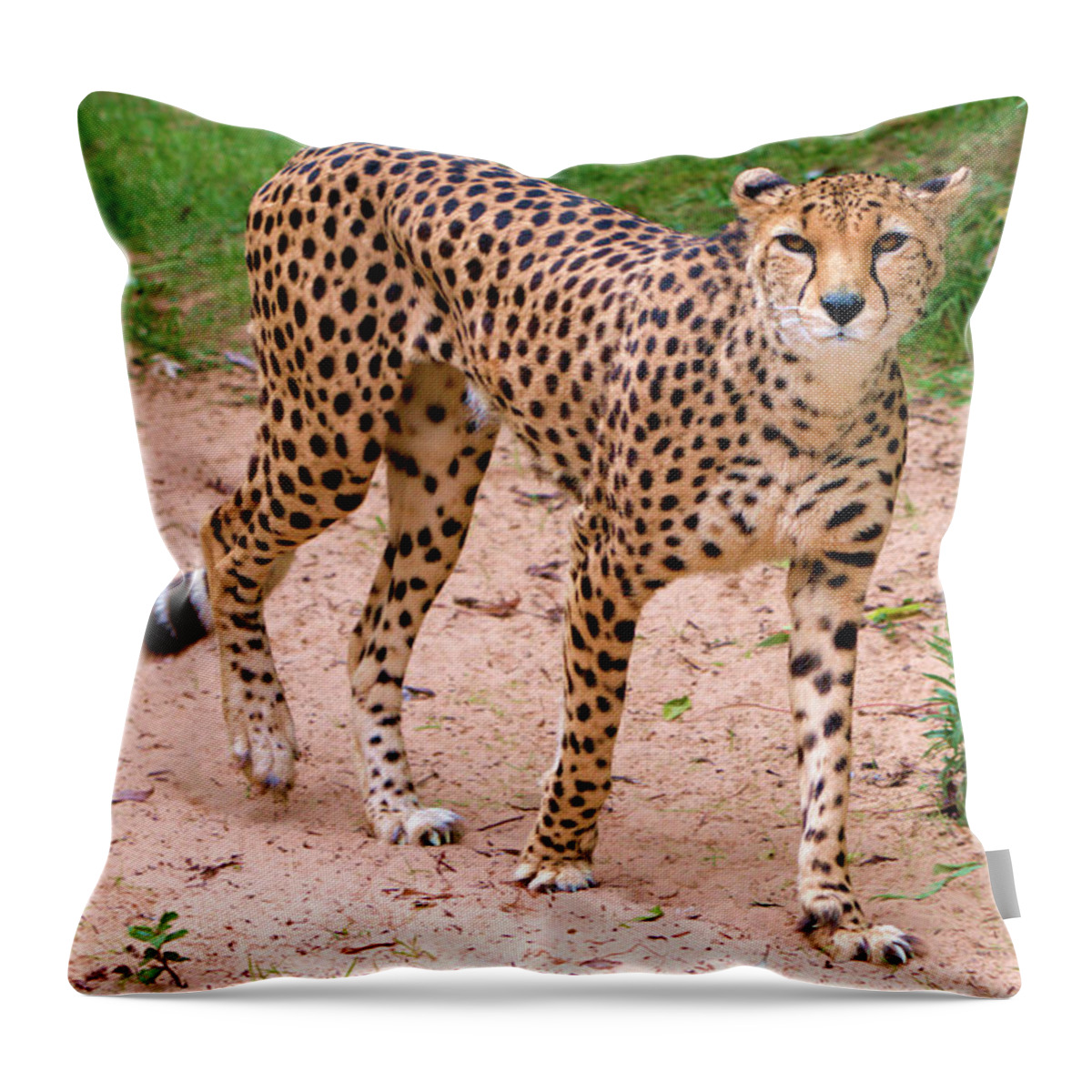Animal Nature Throw Pillow featuring the photograph North African Cheetah by Baggieoldboy