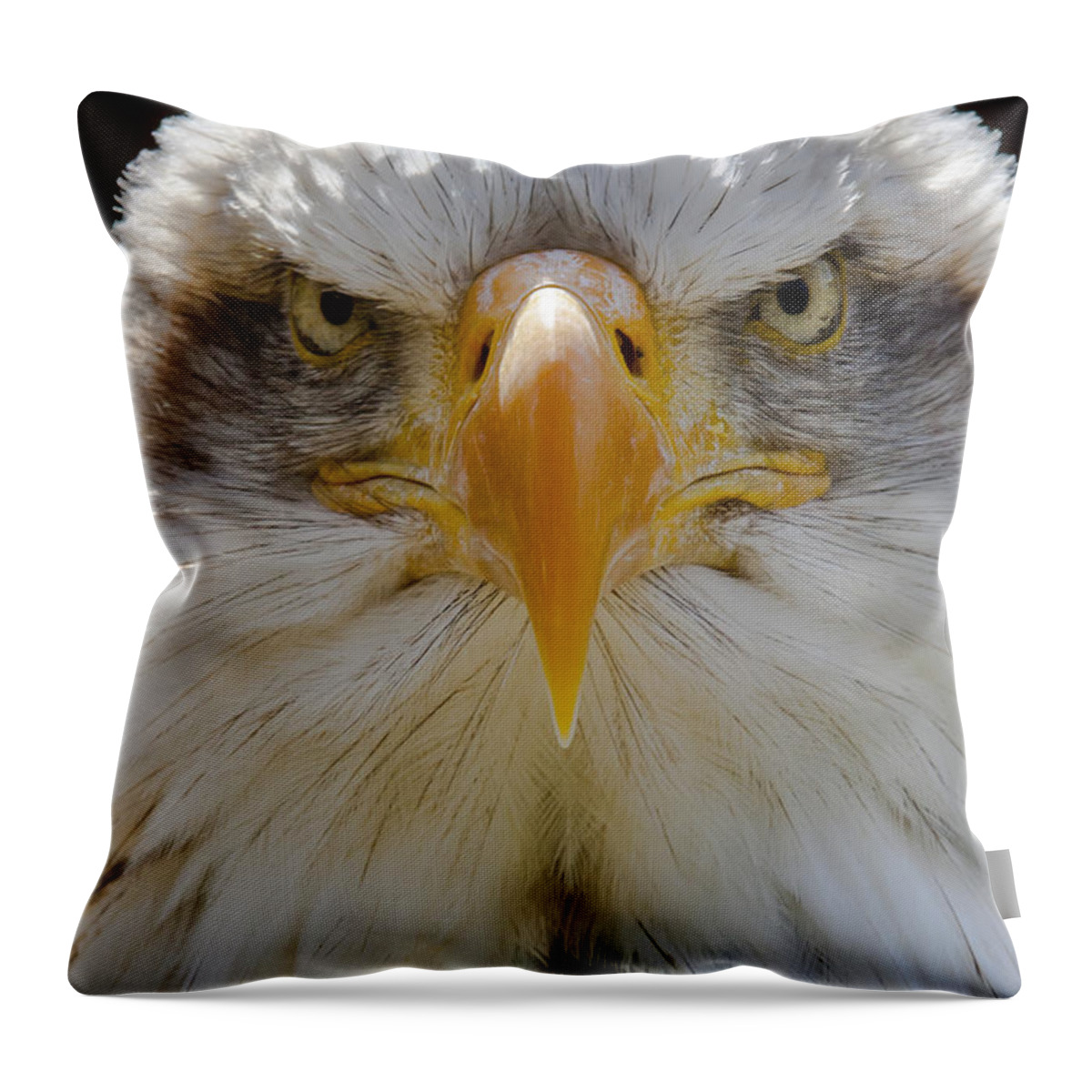 North American Bald Eagle Throw Pillow featuring the photograph North American bald eagle by Andy Myatt