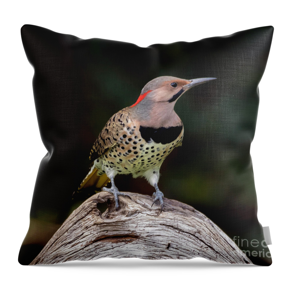 Bird Throw Pillow featuring the photograph Northern Flicker by DB Hayes