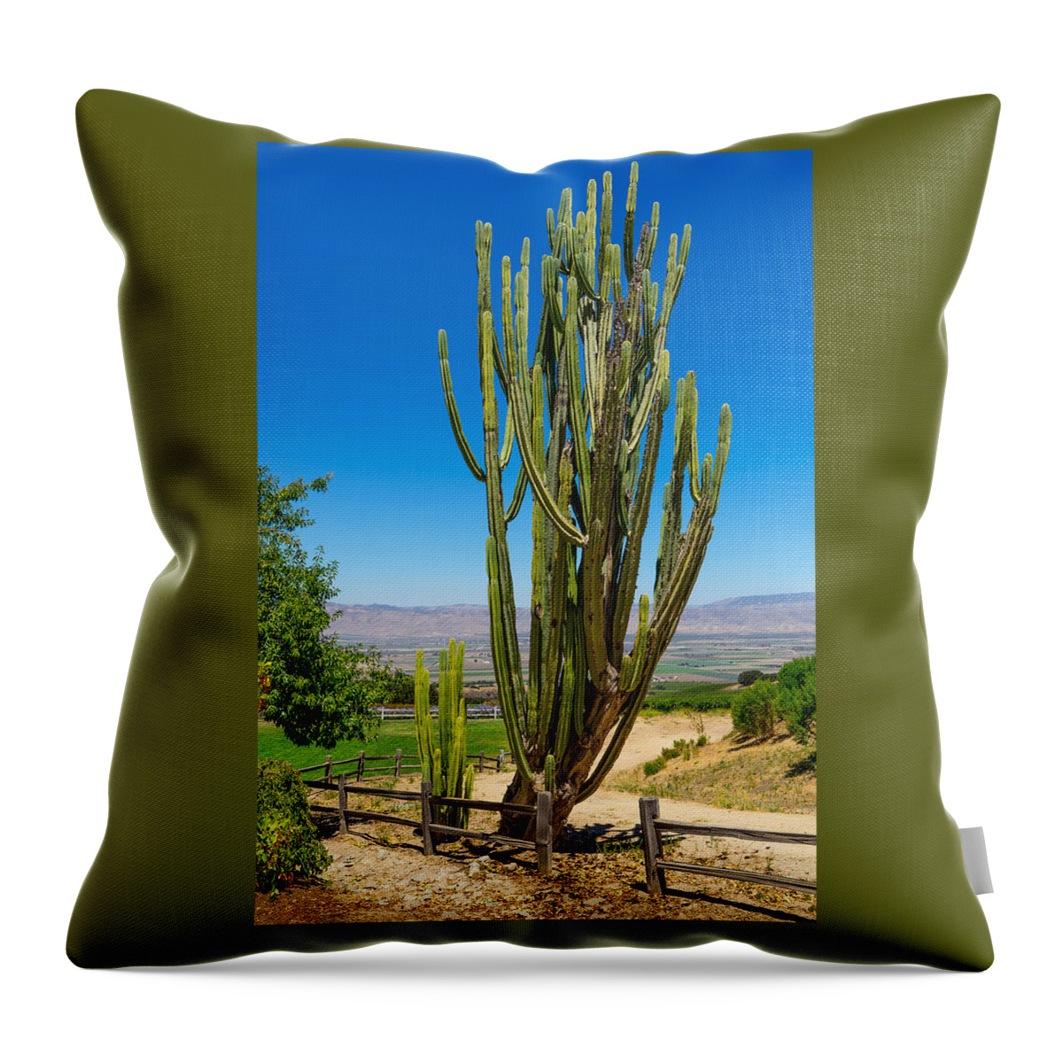 California Throw Pillow featuring the photograph Now That's a Cactus by Derek Dean